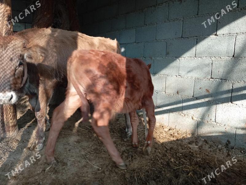 туве окуз - Gökje - img 2