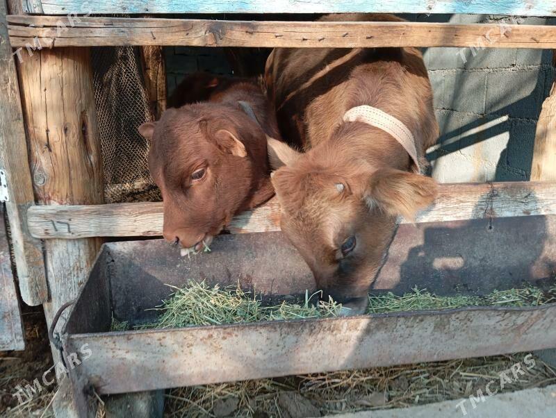 туве окуз - Gökje - img 8