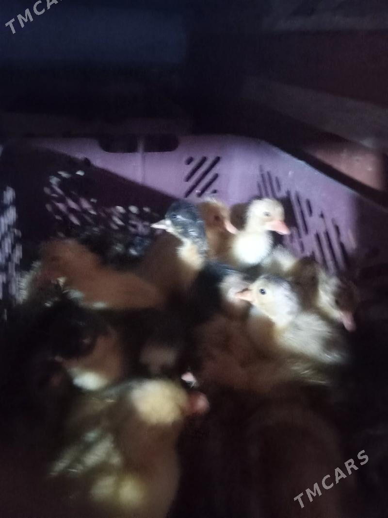 ördek jüje - Мургап - img 3