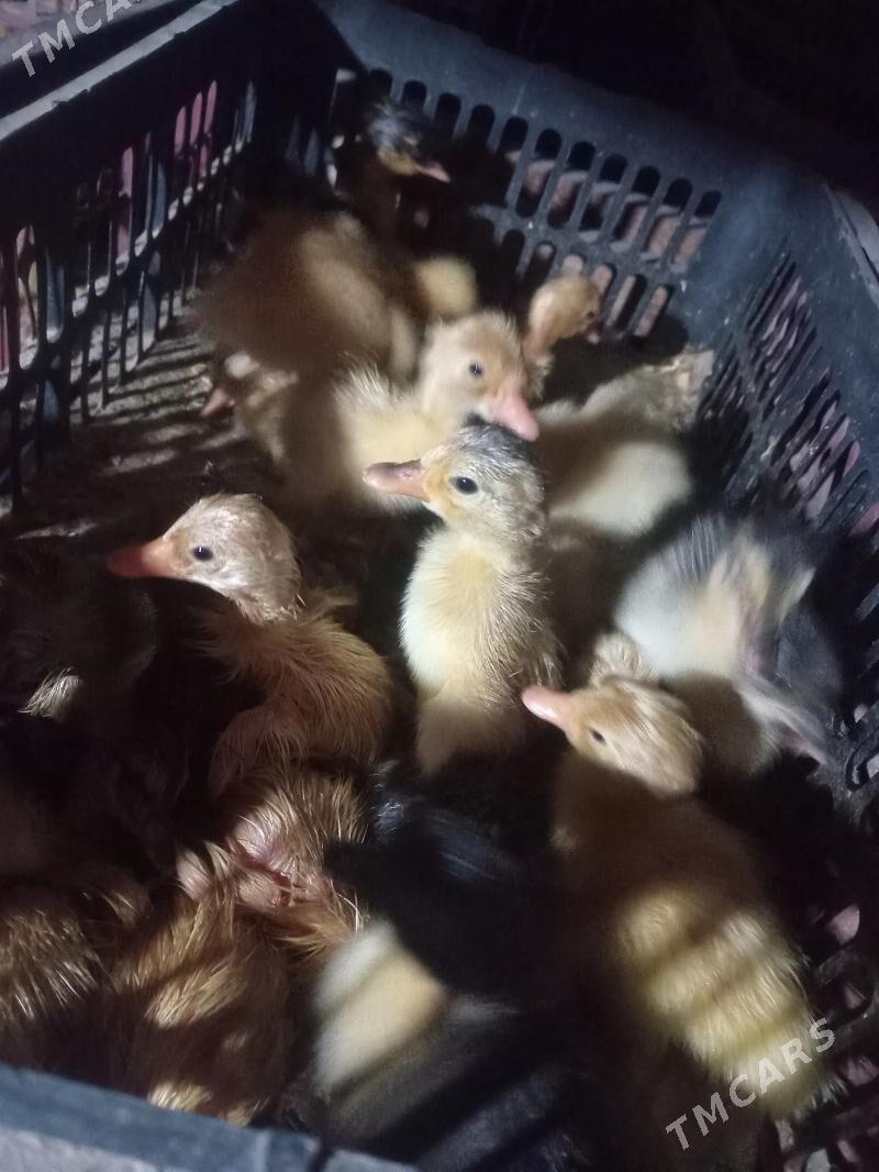 ördek jüje - Мургап - img 4