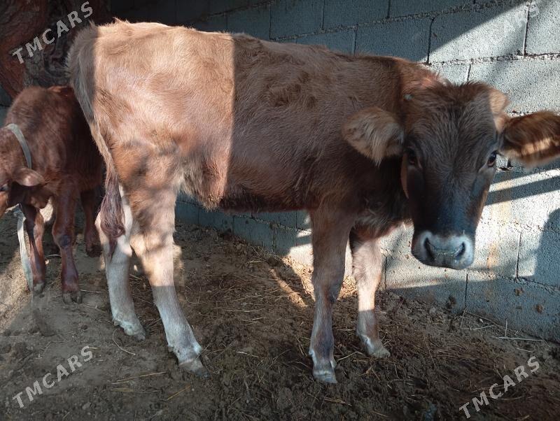 туве окуз - Gökje - img 6