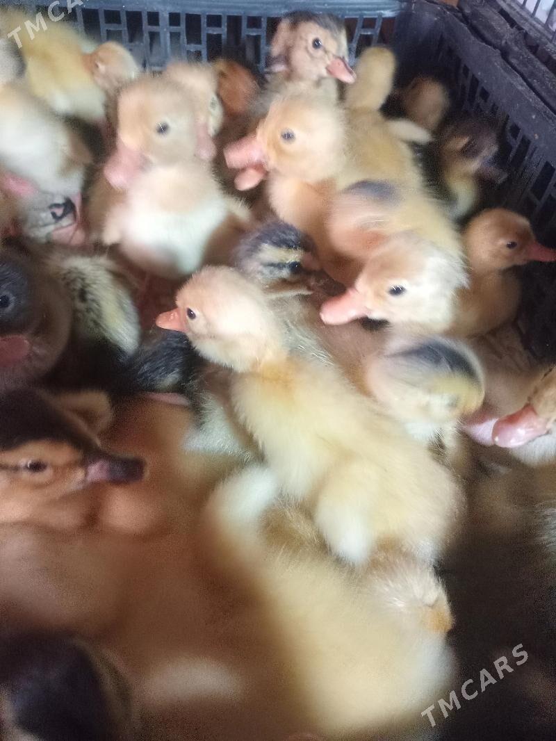 ördek jüje - Мургап - img 2