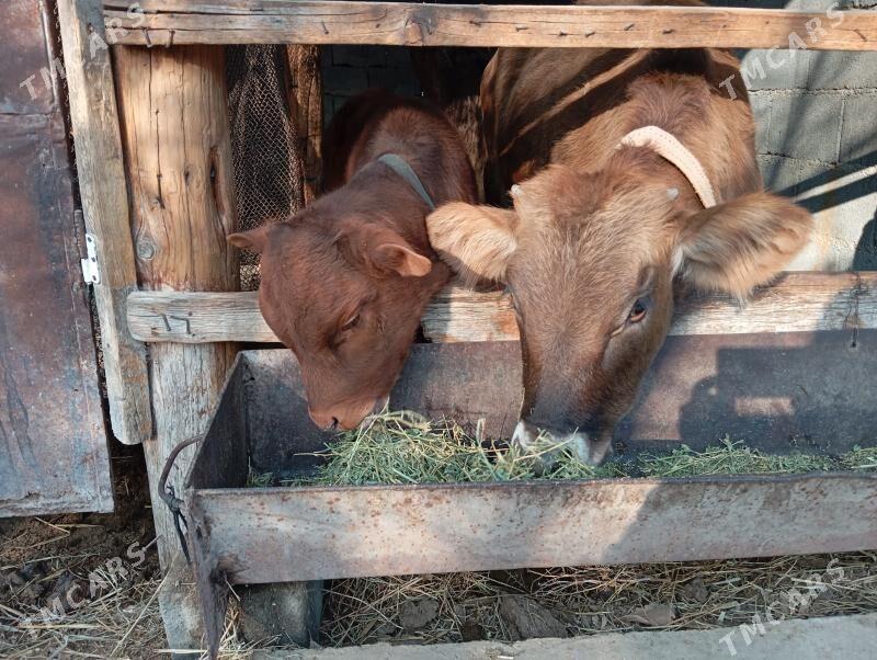 туве окуз - Gökje - img 7