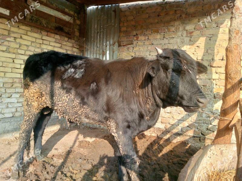 okuz - Türkmenabat - img 2