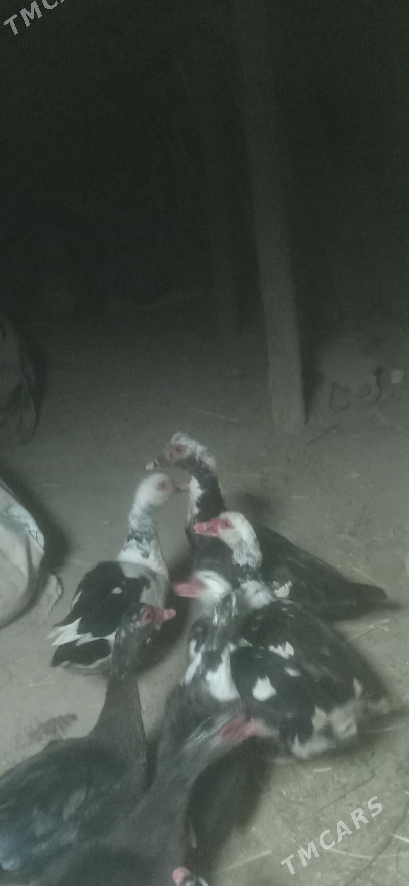 Indawutga - Сакарчага - img 2