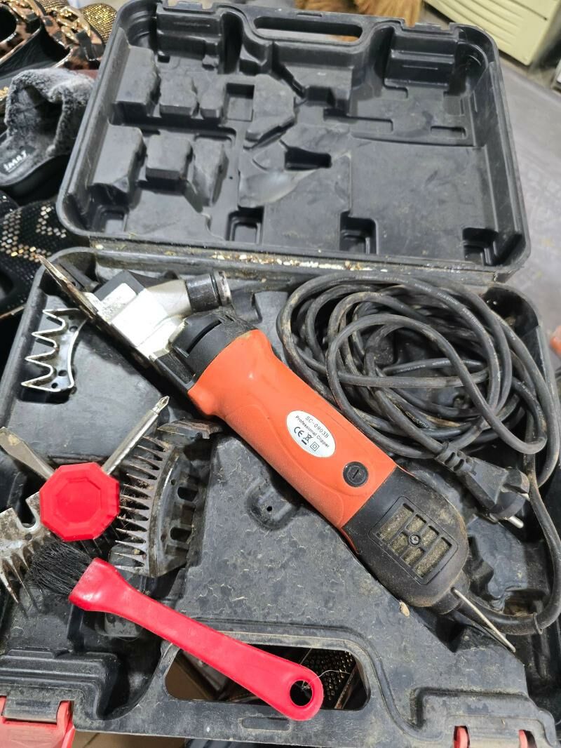 goyun gyrkylyk - Ашхабад - img 4