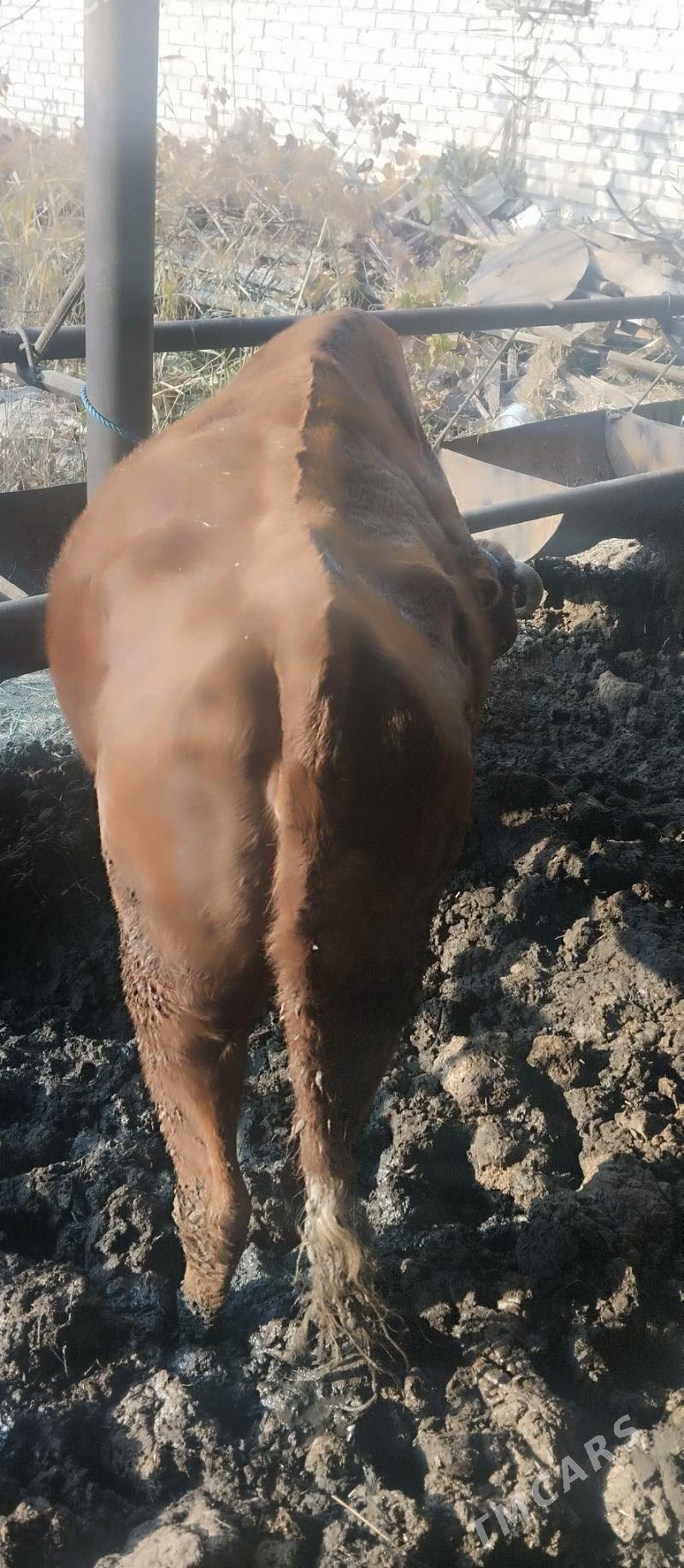 Gysyr sygyr - Çärjew - img 2