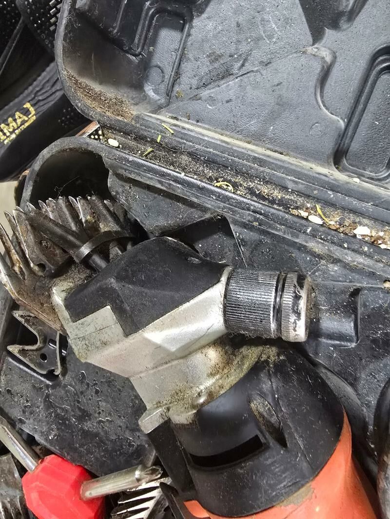 goyun gyrkylyk - Ашхабад - img 3