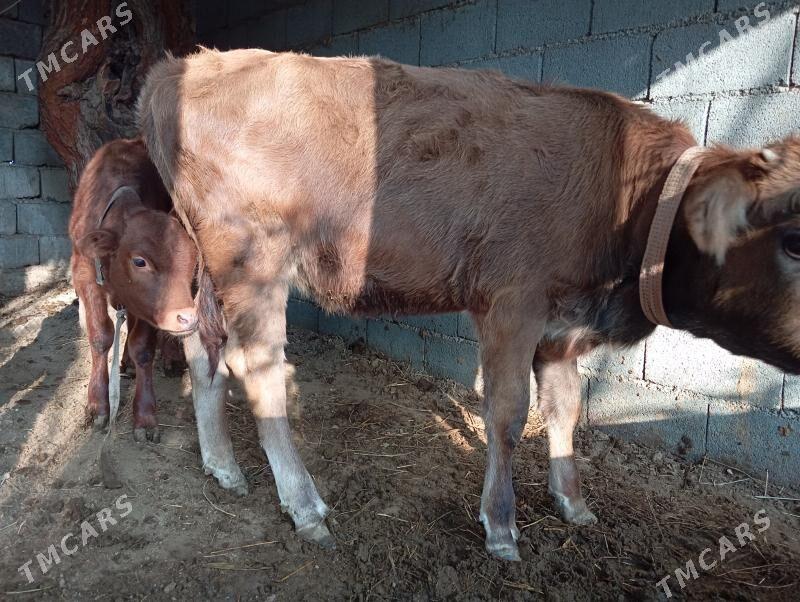 туве окуз - Gökje - img 3