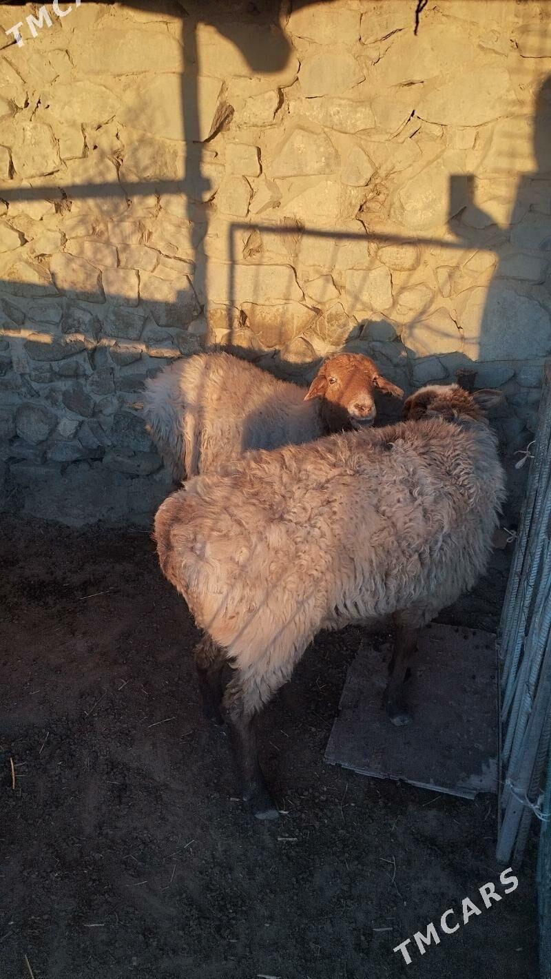 Bogaz goyun - Bäherden - img 2