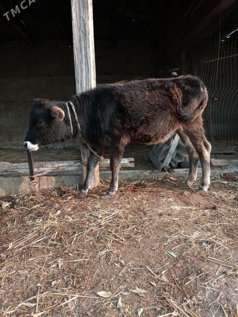 gole tuwe - Gypjak - img 2