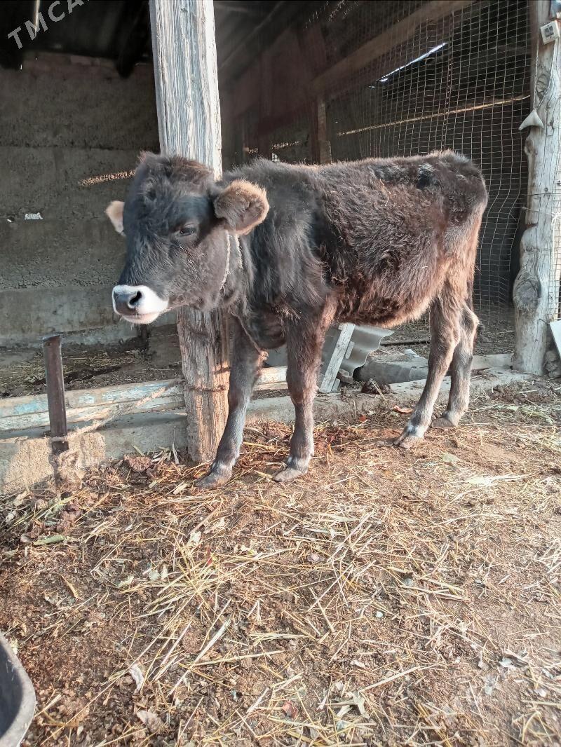 gole tuwe - Gypjak - img 1