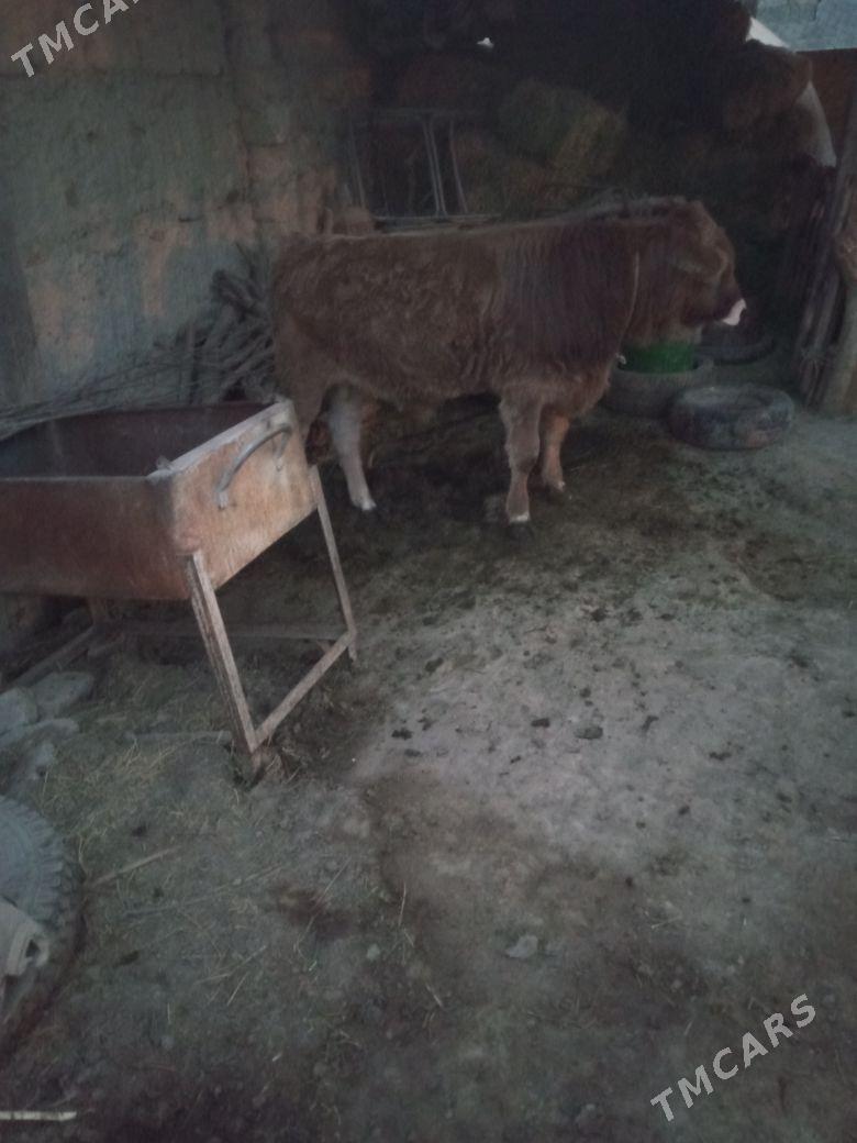 okuz - Änew - img 5