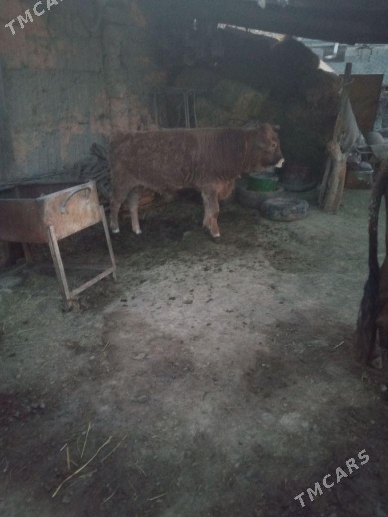 okuz - Änew - img 3