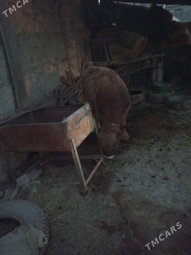 okuz - Änew - img 4