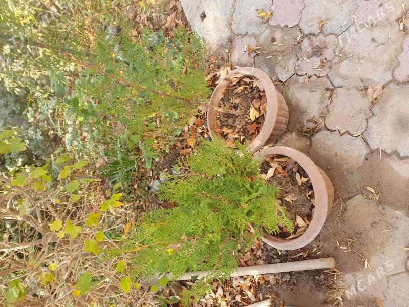 tuýa agajy - Ашхабад - img 2