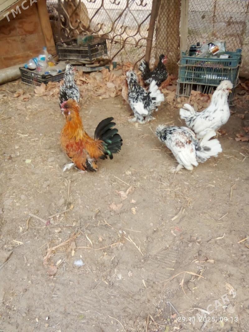 karlik yllaşyk bar - Туркменабат - img 1