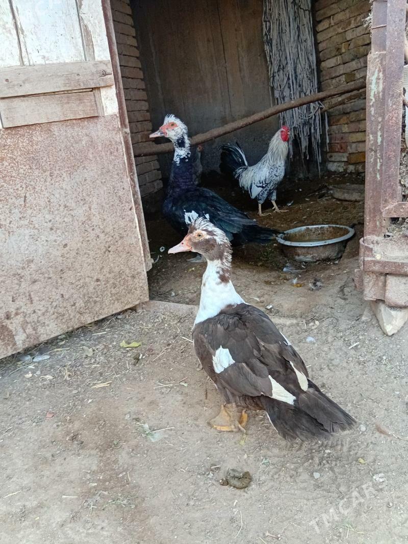 2st indautga 1horaz 4 tawuk - Mary - img 1