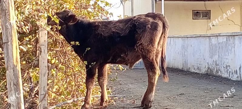 SWES OKUZ - Бахарден - img 2