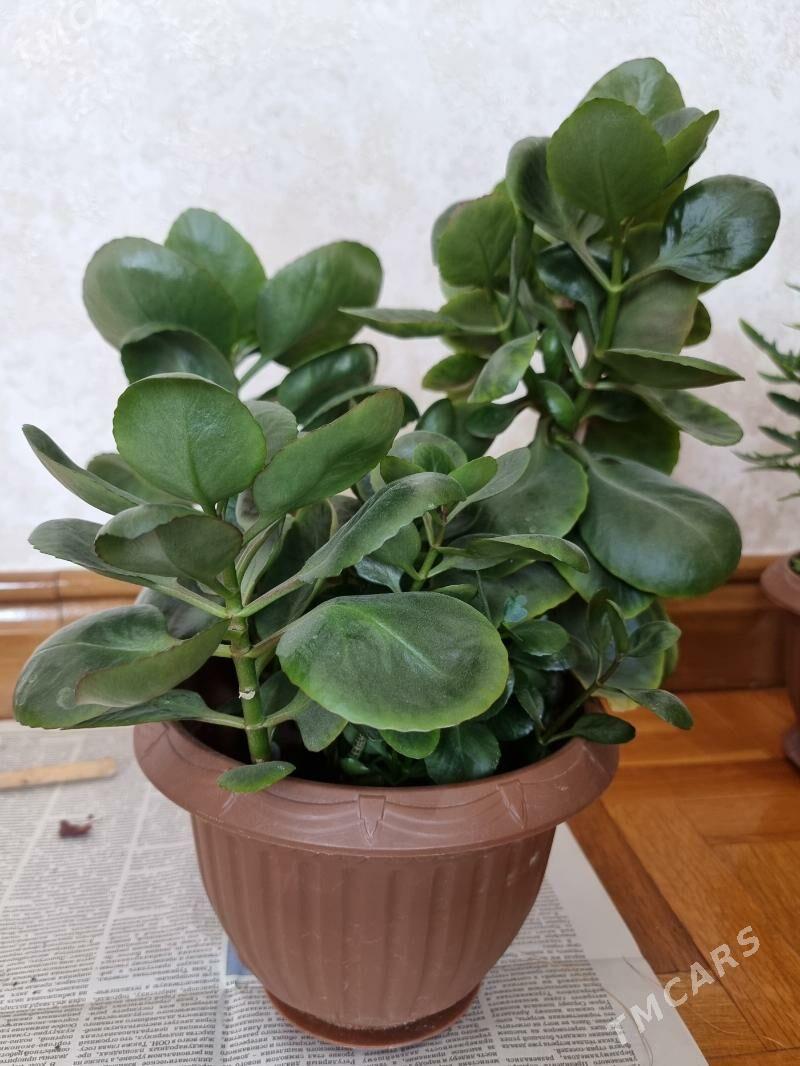 Gül - Ашхабад - img 3