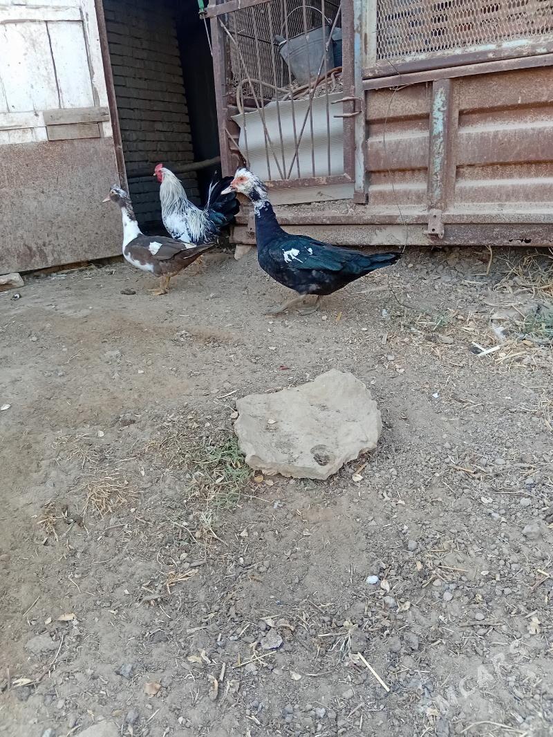 2st indautga 1horaz 4 tawuk - Mary - img 2