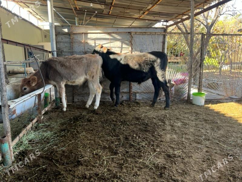 2 sany okuz - Ашхабад - img 3