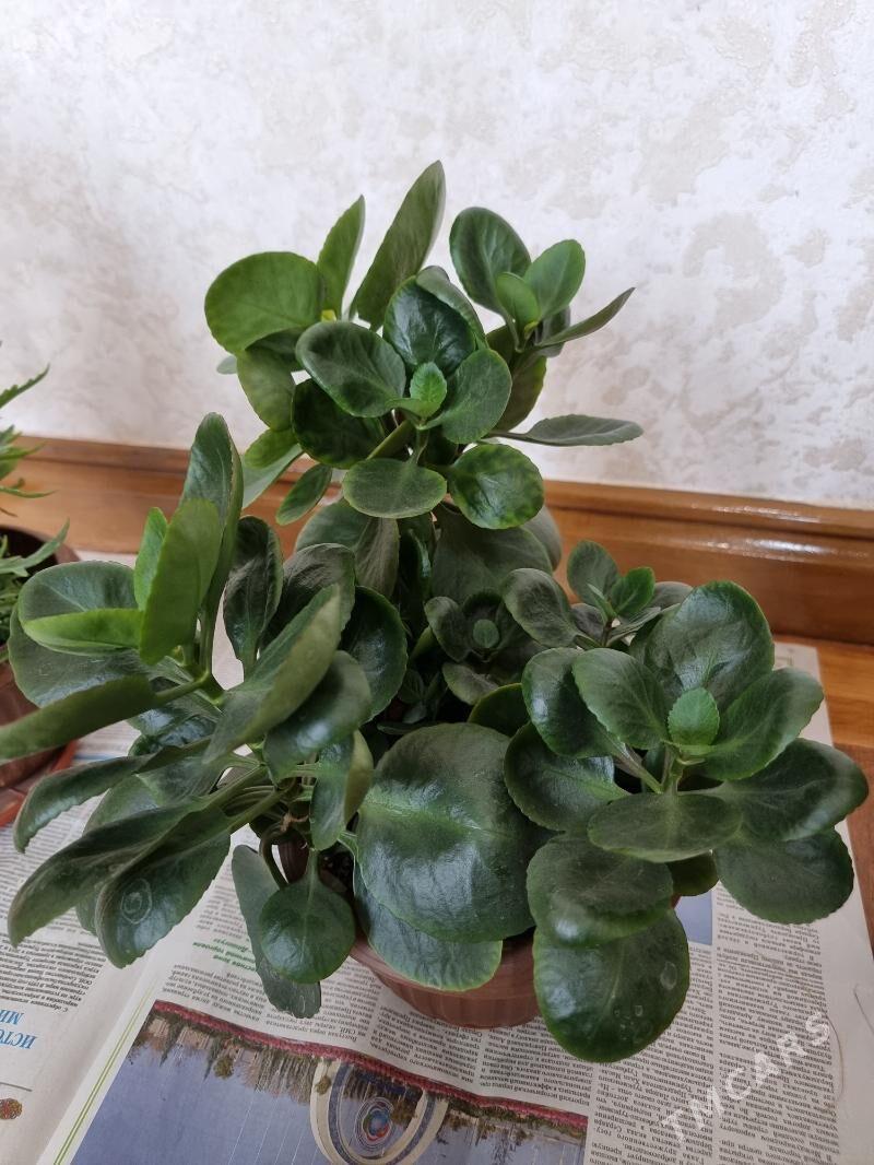 Gül - Ашхабад - img 2