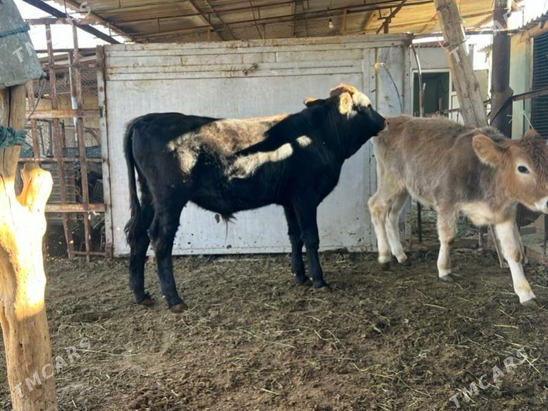 2 sany okuz - Ашхабад - img 2