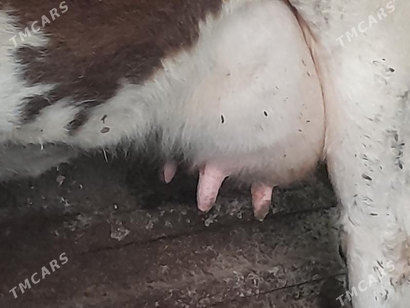 2 sygyr - Gyzylarbat - img 3