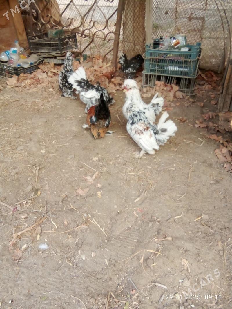 karlik yllaşyk bar - Туркменабат - img 7