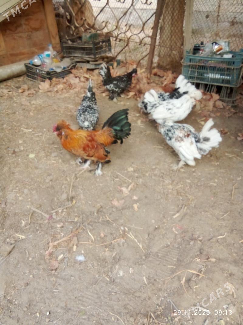 karlik yllaşyk bar - Туркменабат - img 2