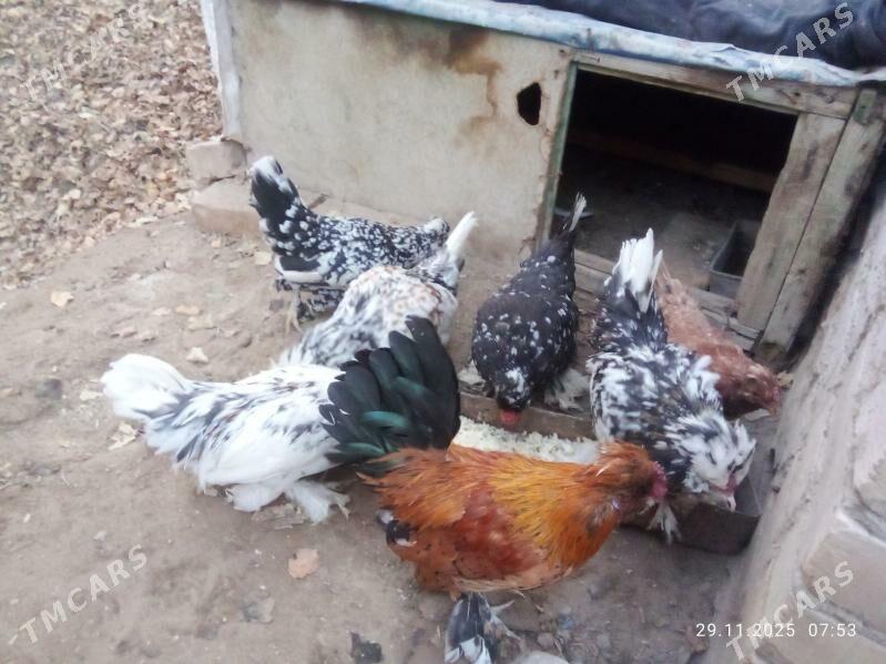 karlik yllaşyk bar - Туркменабат - img 5