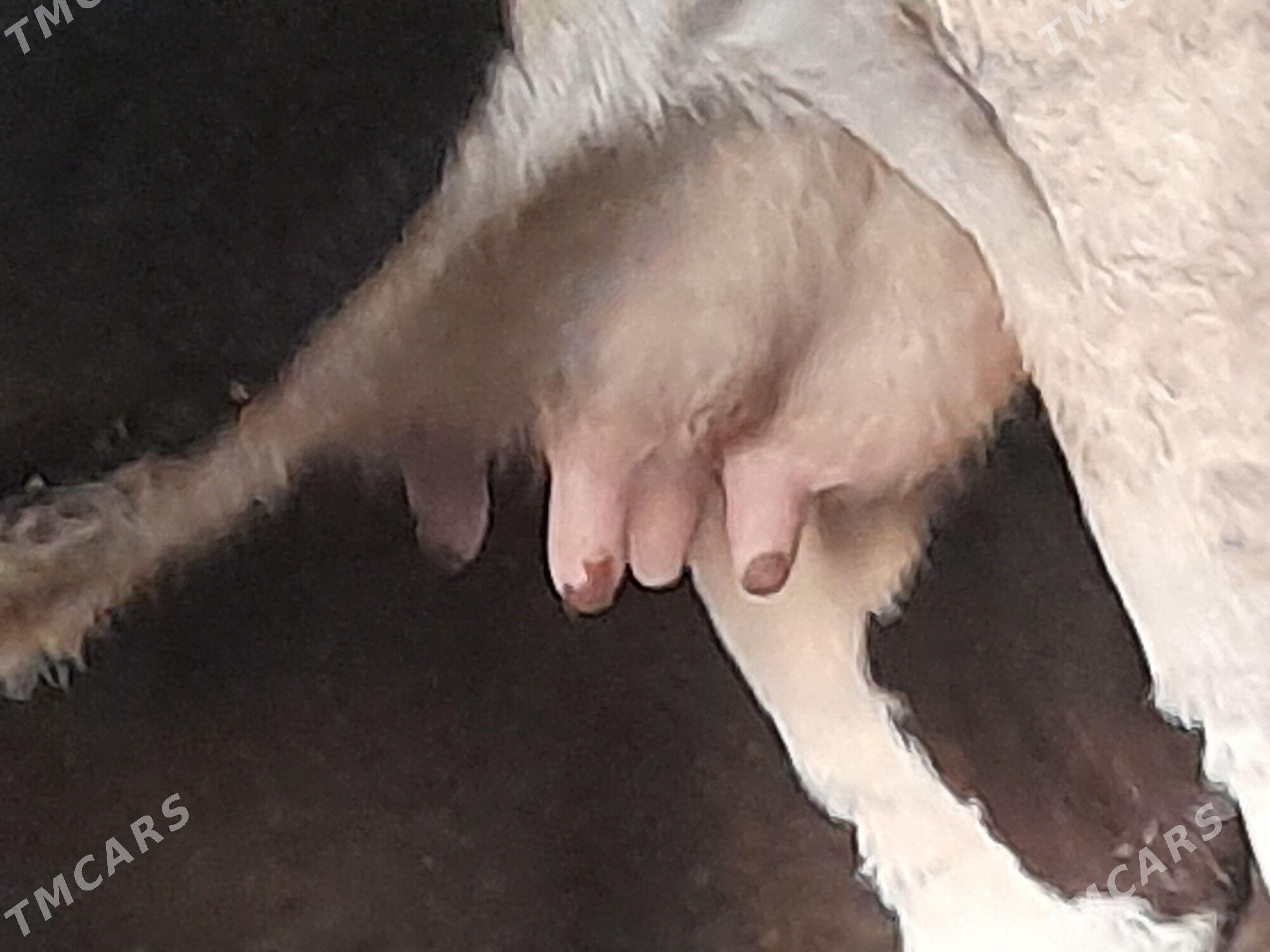 2 sygyr - Gyzylarbat - img 6