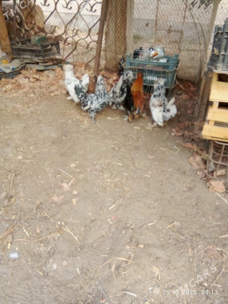 karlik yllaşyk bar - Туркменабат - img 6