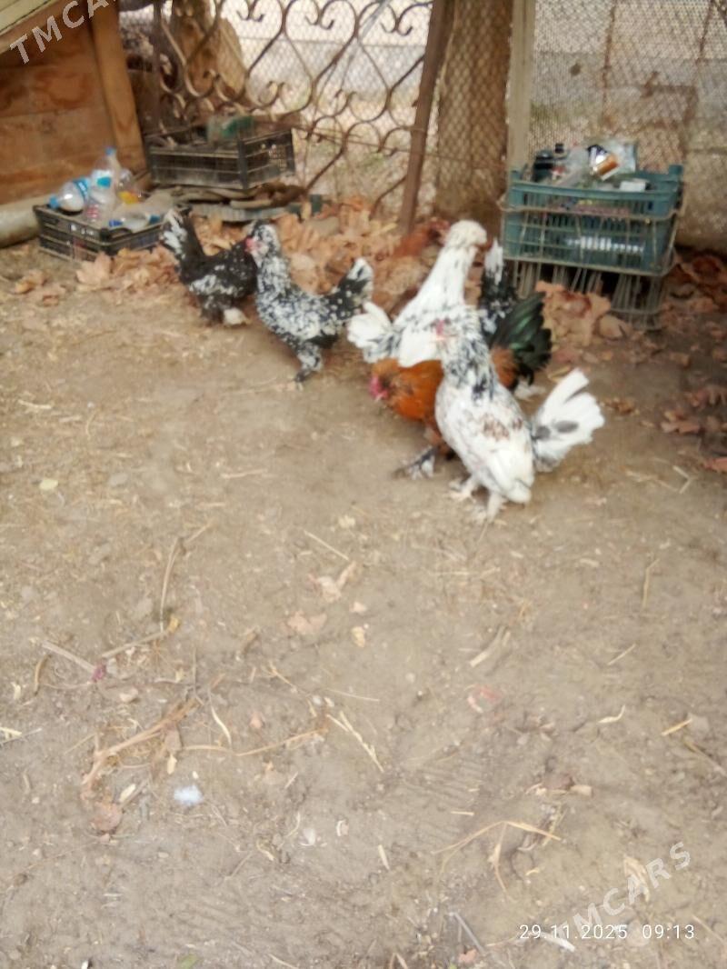 karlik yllaşyk bar - Туркменабат - img 4