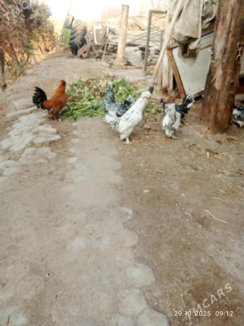 karlik yllaşyk bar - Туркменабат - img 3