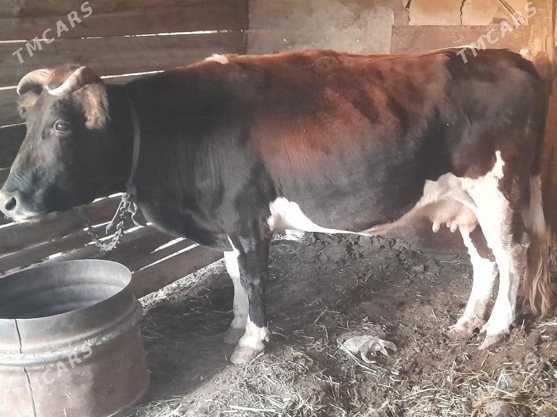 2 sygyr - Gyzylarbat - img 4