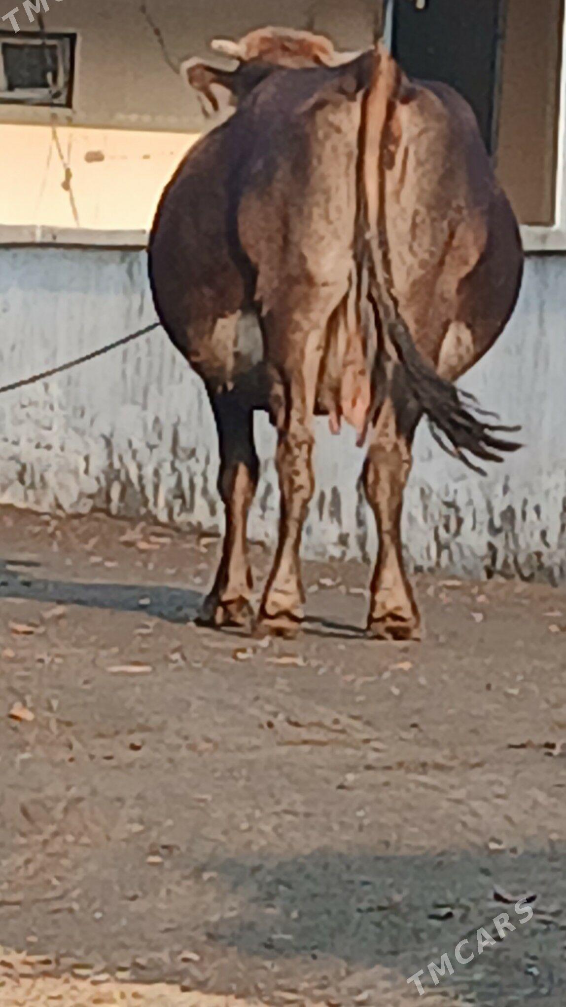 ARGİNAL BOGAZ SYGYR - Бахарден - img 2