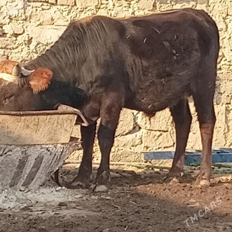 sbet okuz - Gyzylarbat - img 2