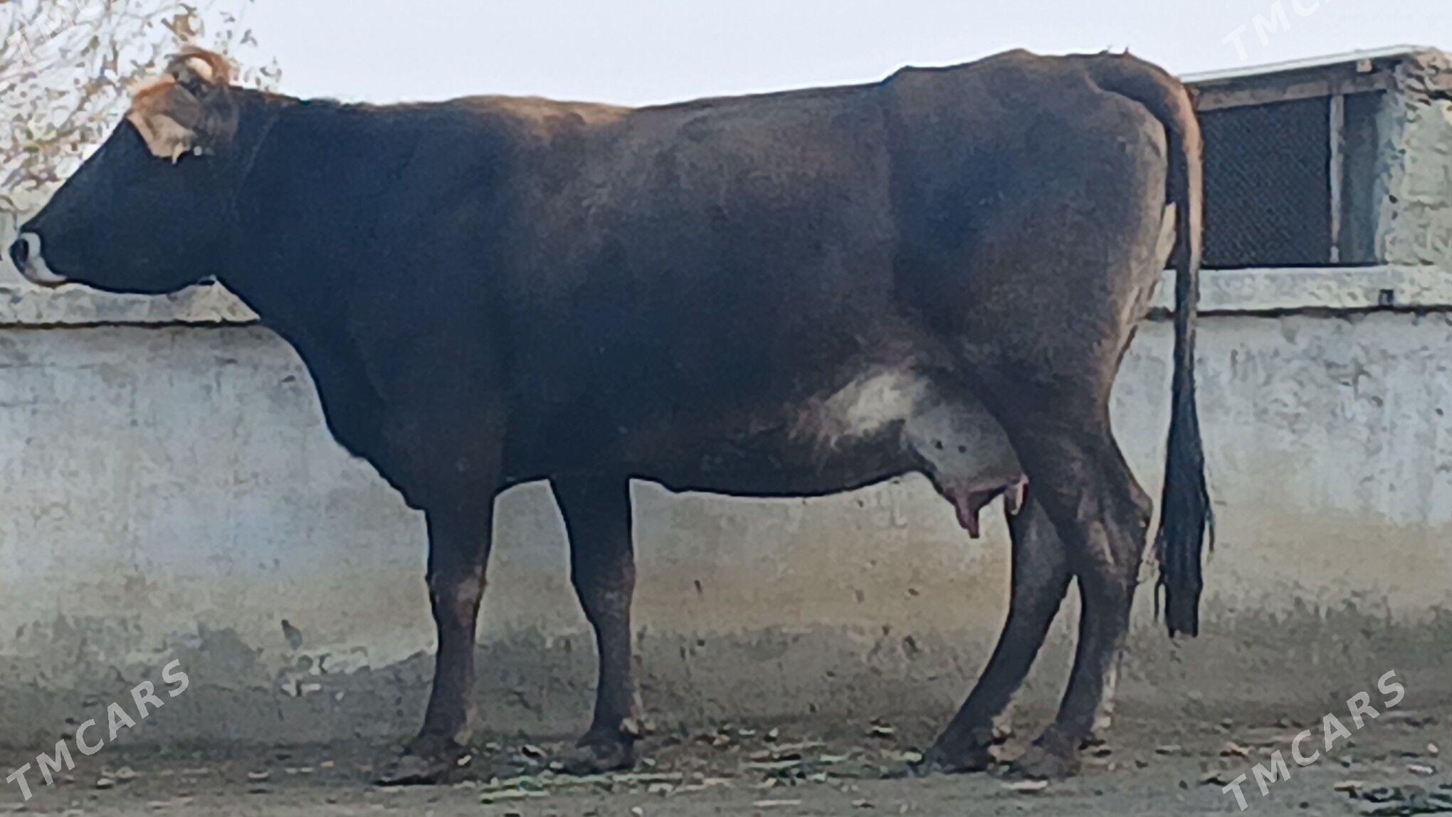 ARGİNAL BOGAZ SYGYR - Бахарден - img 3