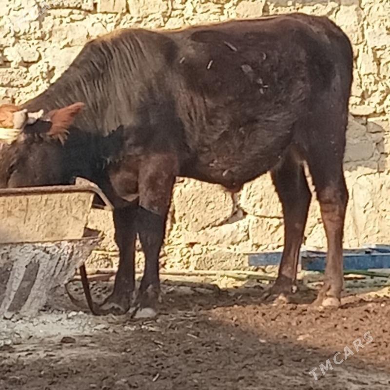 sbet okuz - Gyzylarbat - img 3