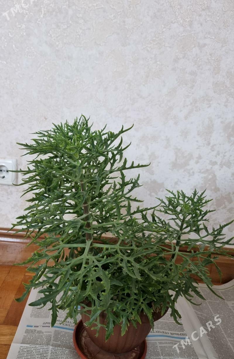 Gül - Ашхабад - img 2