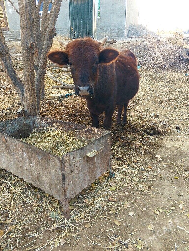 okuz - Дянев - img 4