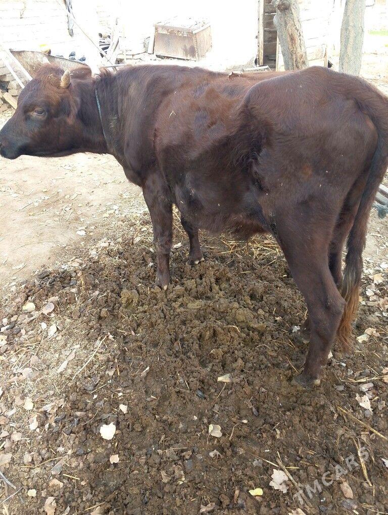 okuz - Дянев - img 2