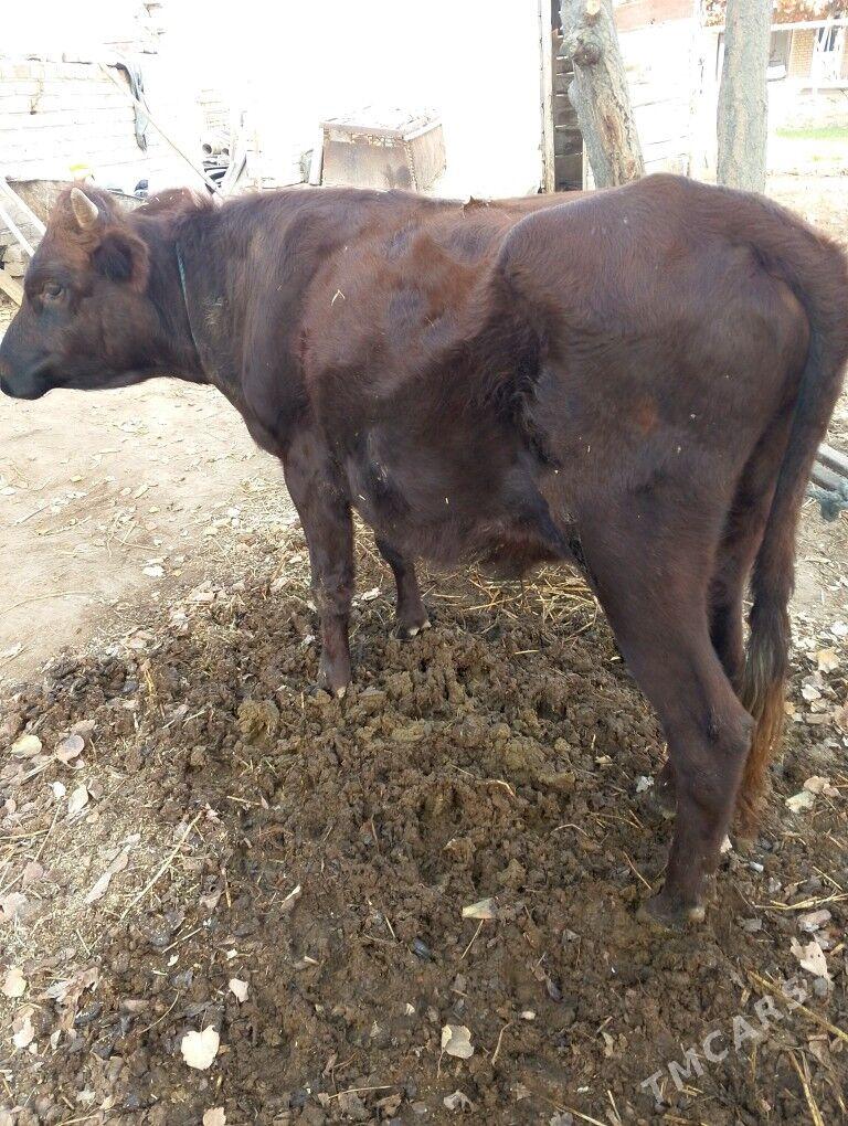 okuz - Дянев - img 3