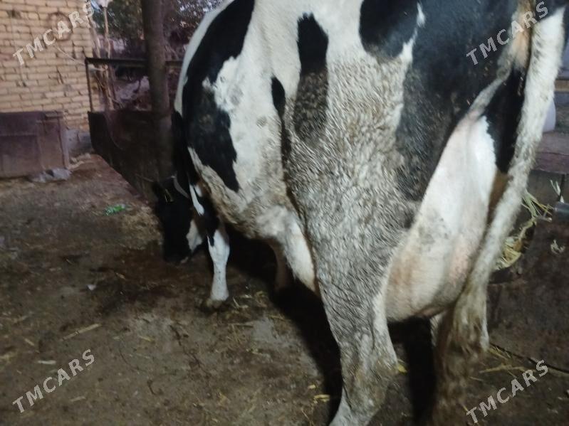 SUTLI SGYR - Farap - img 2