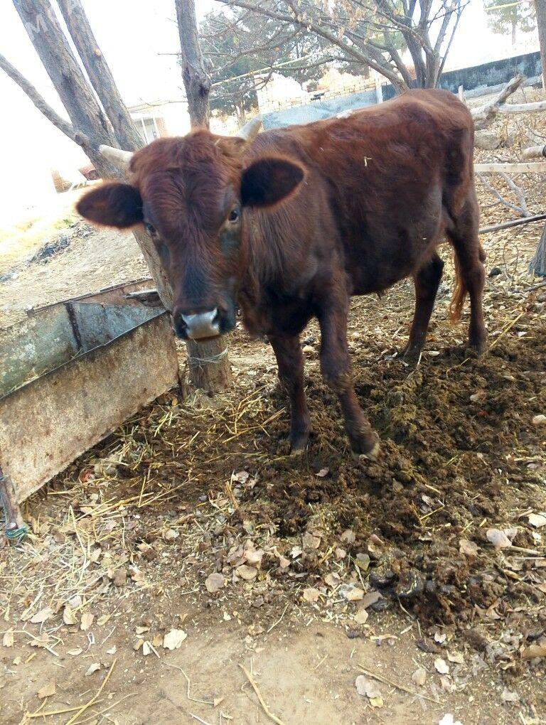 okuz - Дянев - img 5