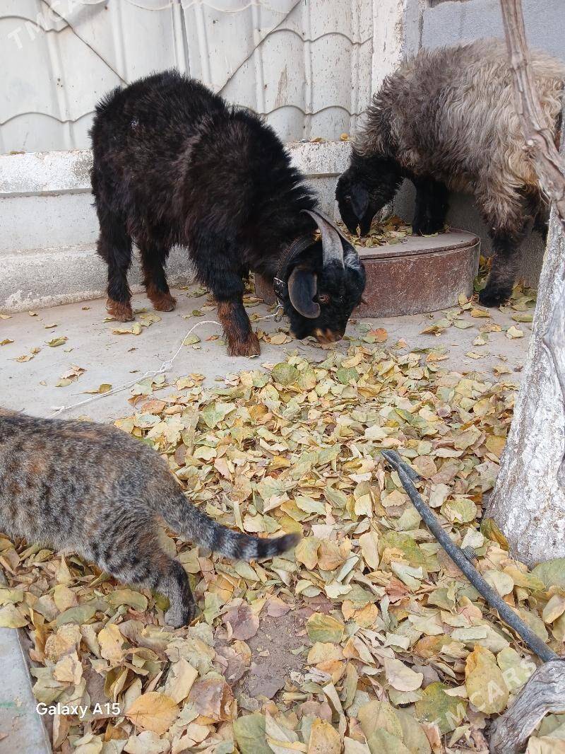 Teke. - Täze zaman - img 1