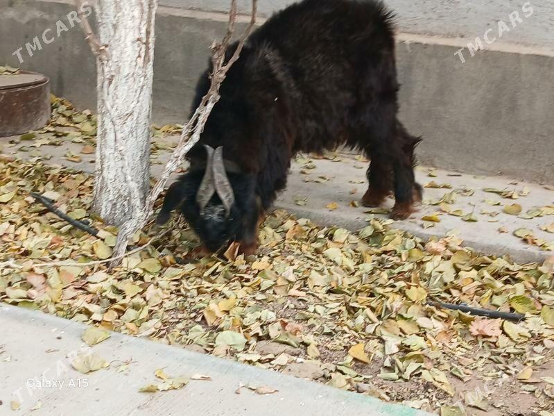 Teke. - Täze zaman - img 2