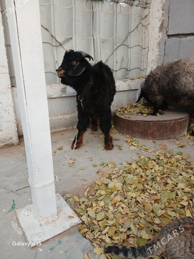 Teke. - Täze zaman - img 3